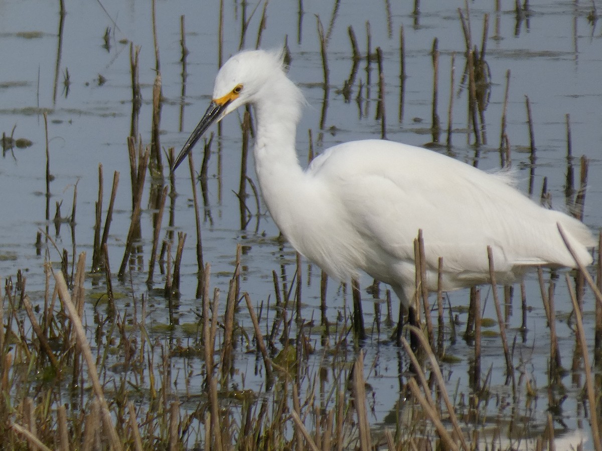 volavka bělostná - ML633326929