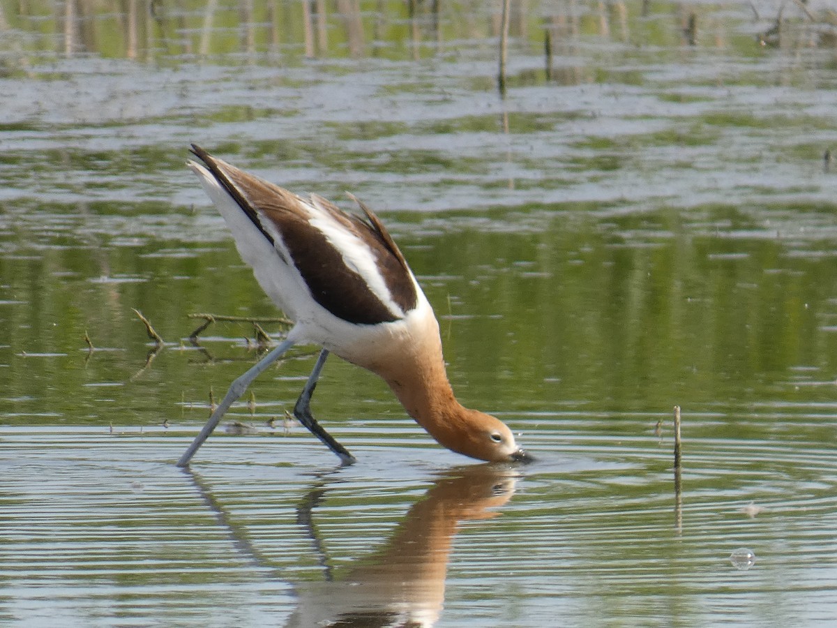 tenkozobec americký - ML633327024
