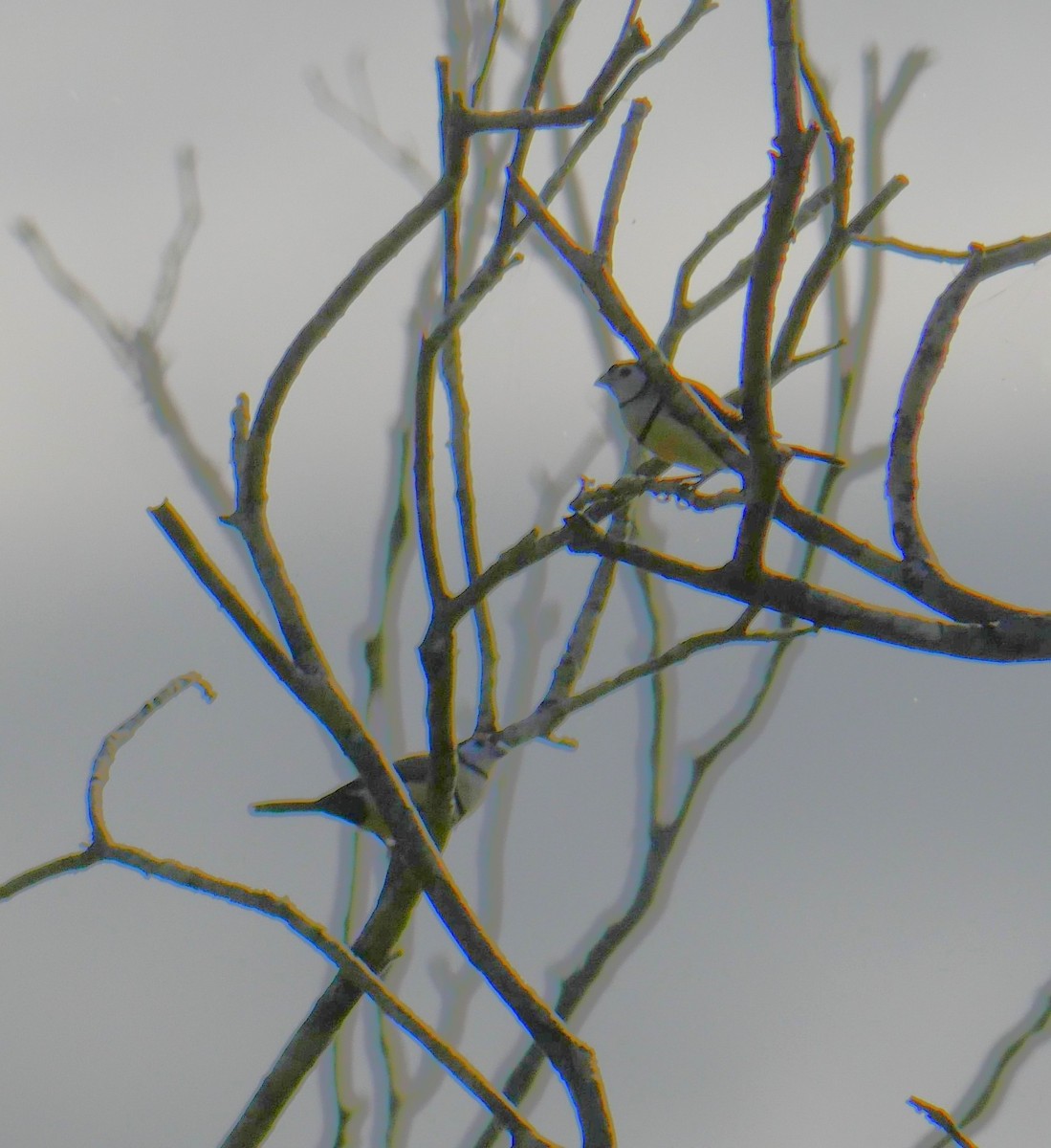 Double-barred Finch - Annette Foy