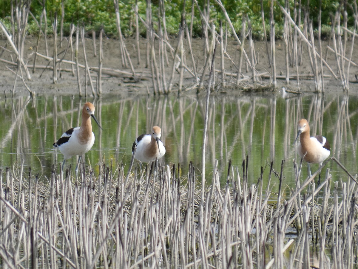 tenkozobec americký - ML633327107