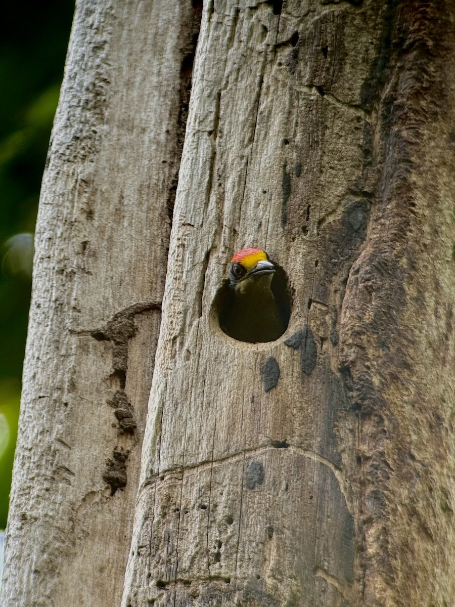 Golden-naped Woodpecker - ML633327125