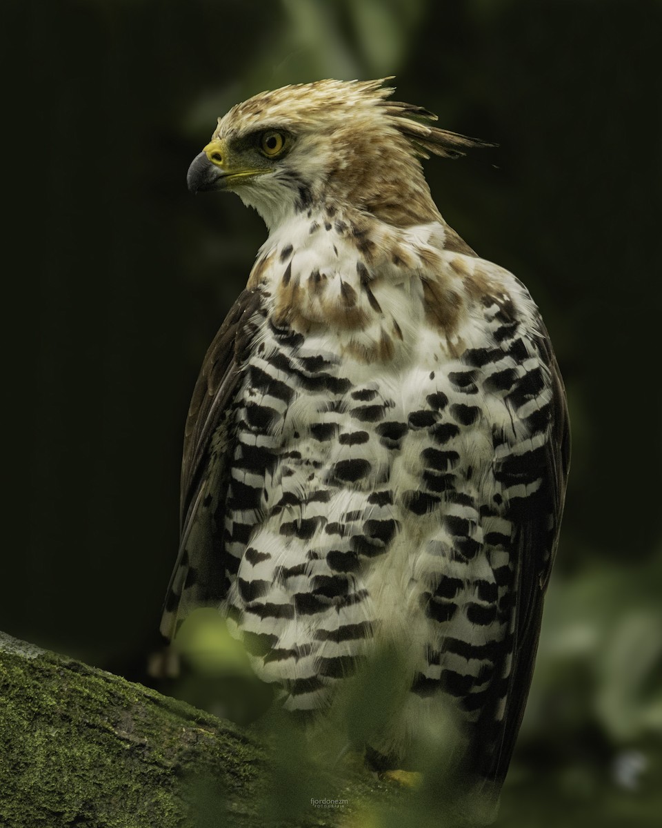 Ornate Hawk-Eagle - ML633327149