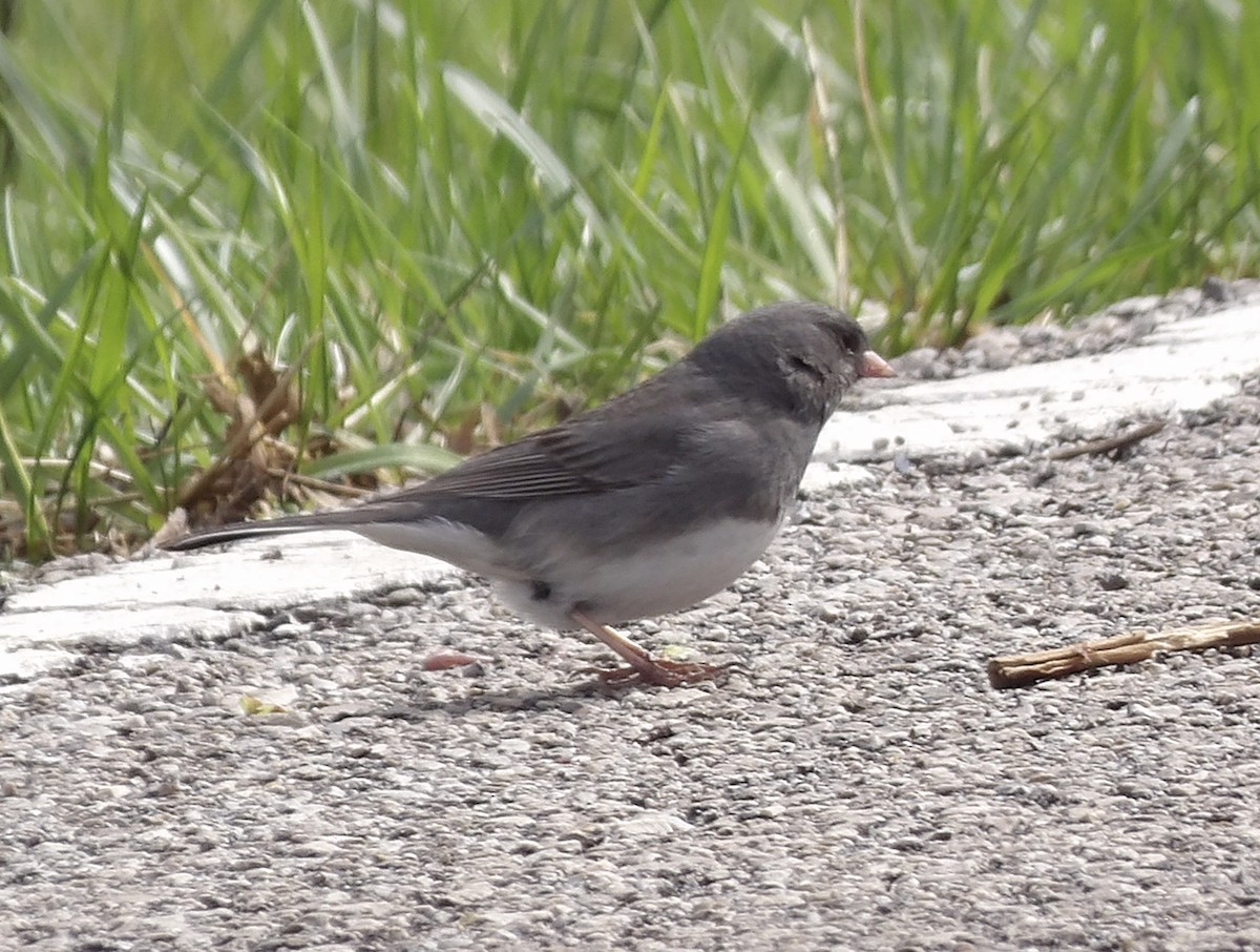 Dark-eyed Junco - ML633327297