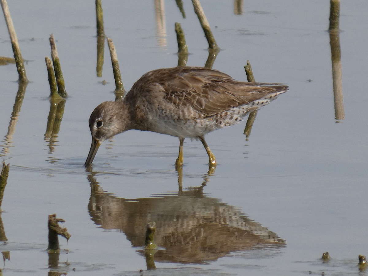 slukovec dlouhozobý - ML633327303
