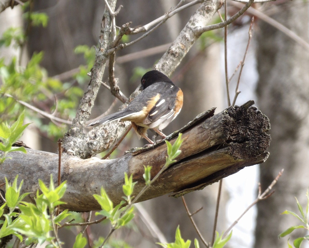 Eastern Towhee - ML633327356