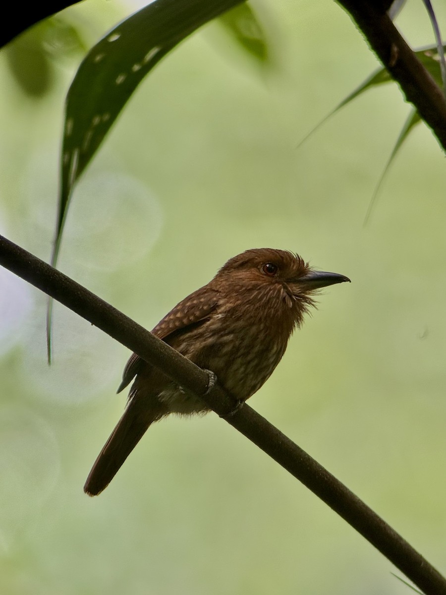 White-whiskered Puffbird - ML633327417