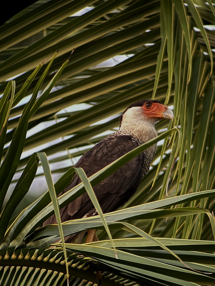 Crested Caracara - ML633327506