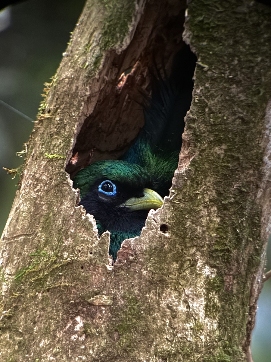 Graceful Black-throated Trogon - ML633327617
