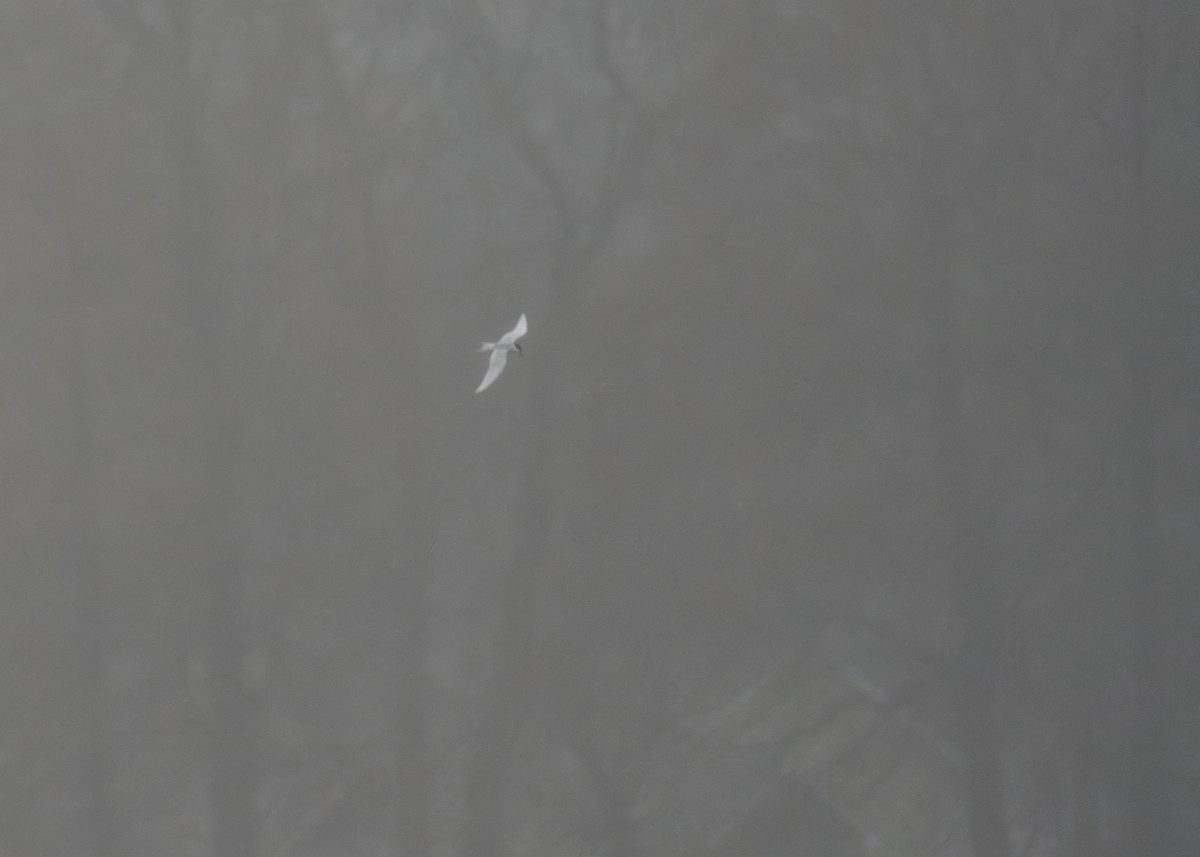 Forster's Tern - ML633327714