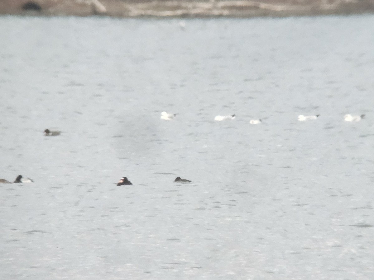 Surf Scoter - ML633327737