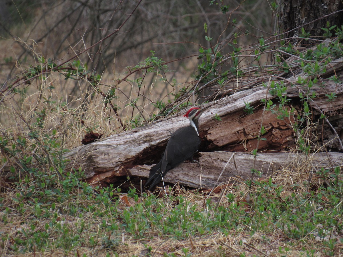 Pileated Woodpecker - ML633327738
