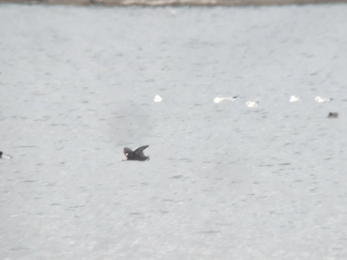Surf Scoter - ML633327742