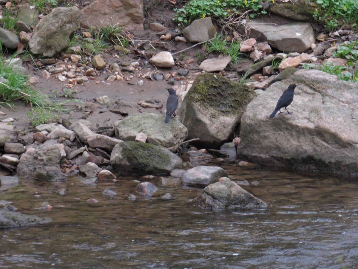 Rusty Blackbird - ML633327743