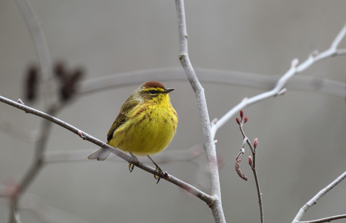 Palm Warbler - ML633327839
