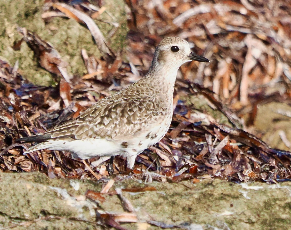 Black-bellied Plover - ML633327871