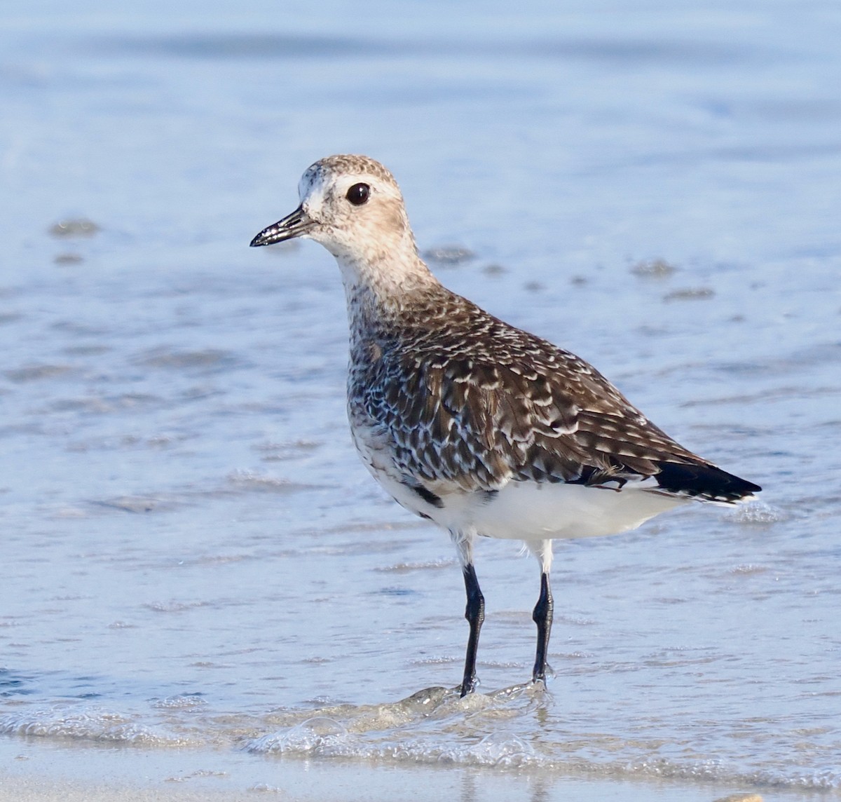 Black-bellied Plover - ML633327873