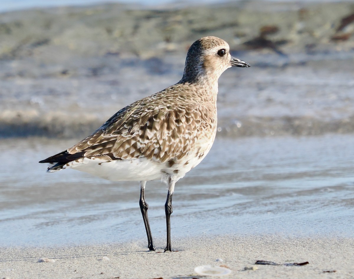 Black-bellied Plover - ML633327874