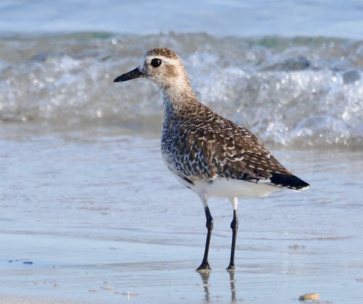 Black-bellied Plover - ML633327876