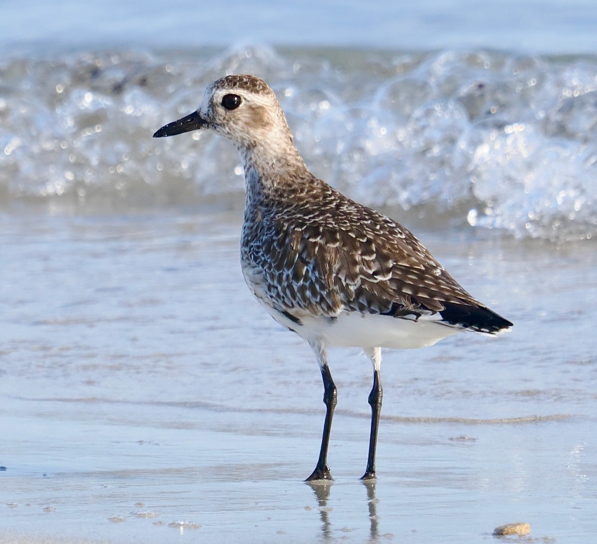 Black-bellied Plover - ML633327878
