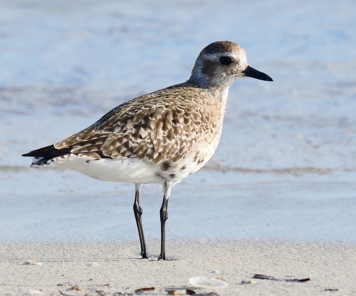 Black-bellied Plover - ML633327879