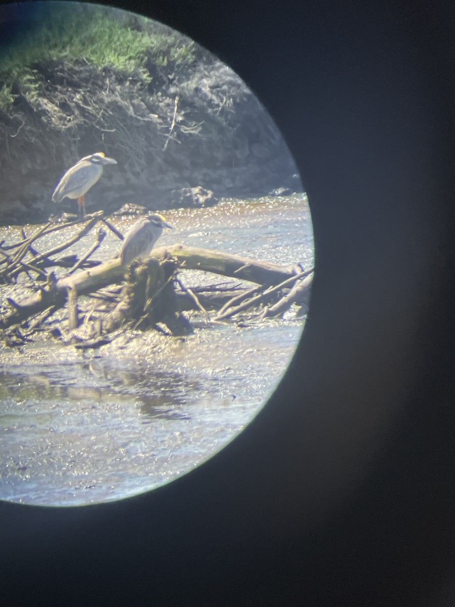 Yellow-crowned Night Heron - ML633328104