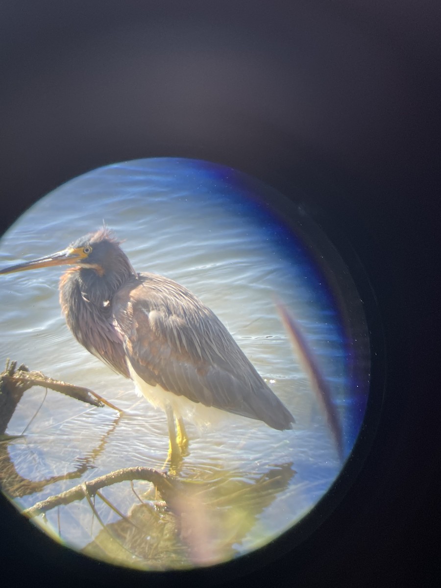 Tricolored Heron - ML633328170