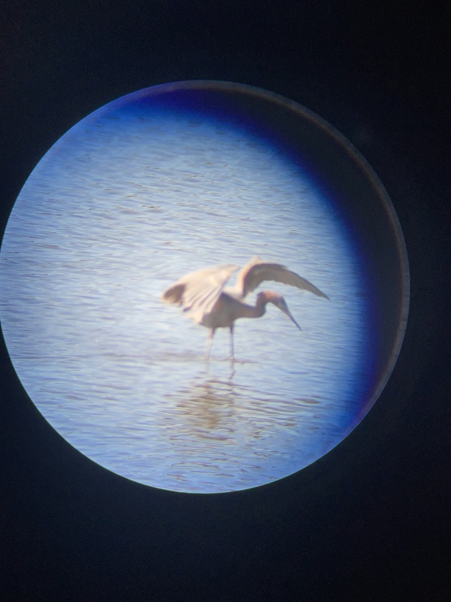 Reddish Egret - ML633328179