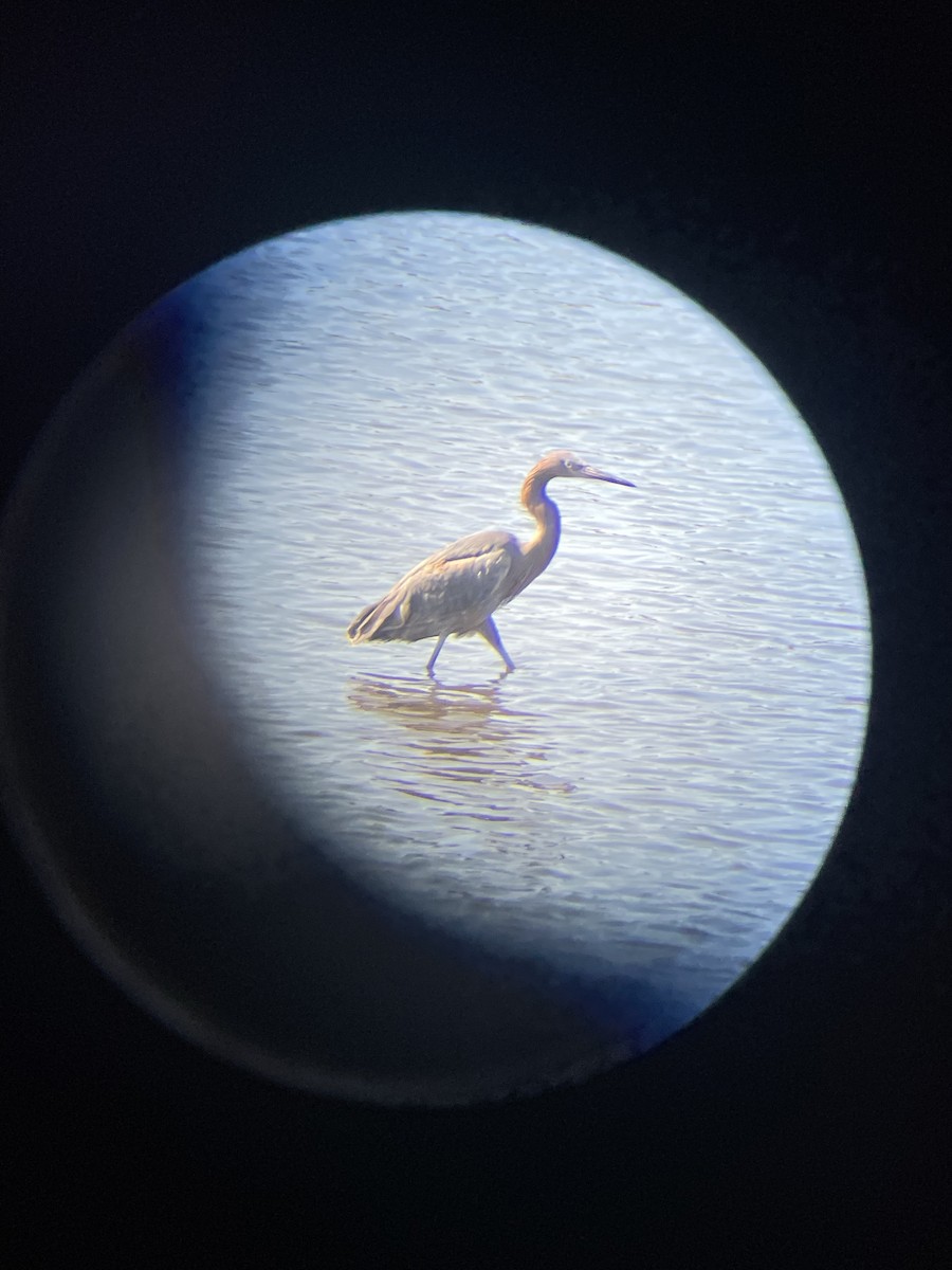 Reddish Egret - ML633328180