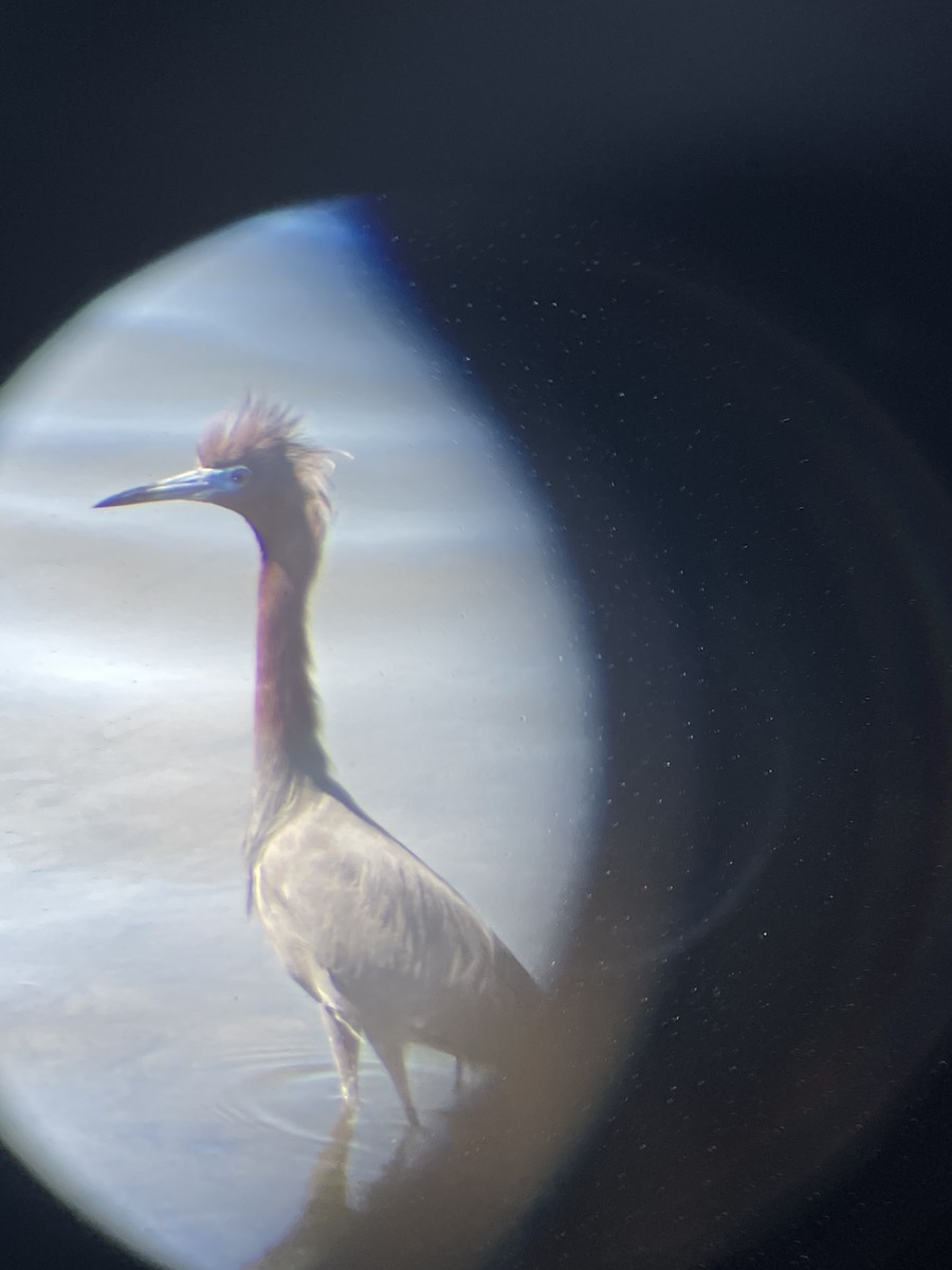 Little Blue Heron - ML633328198