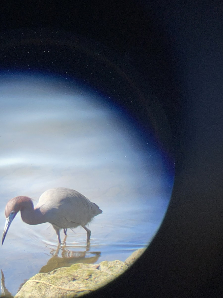 Little Blue Heron - ML633328199