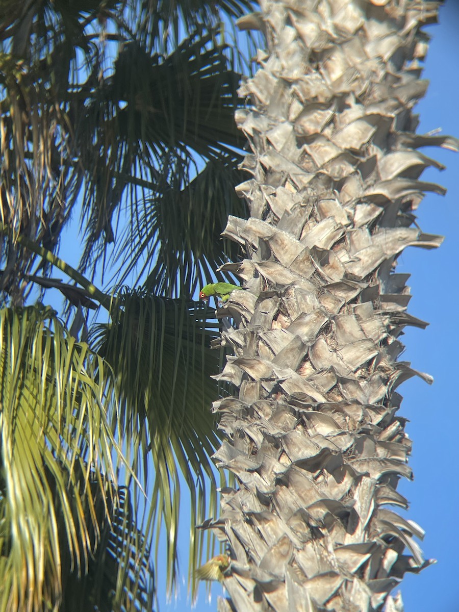 Red-masked Parakeet - ML633328486