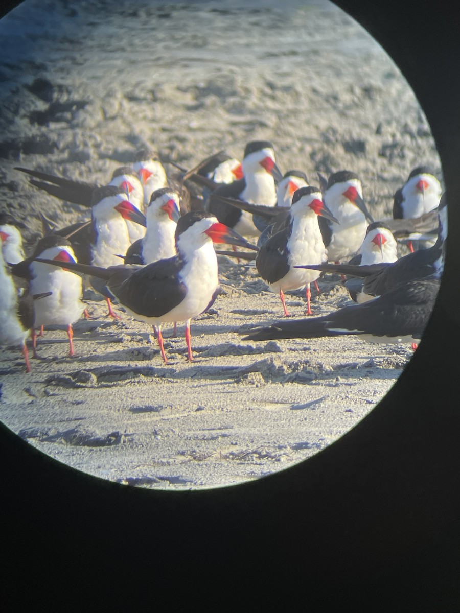 Black Skimmer - ML633328505