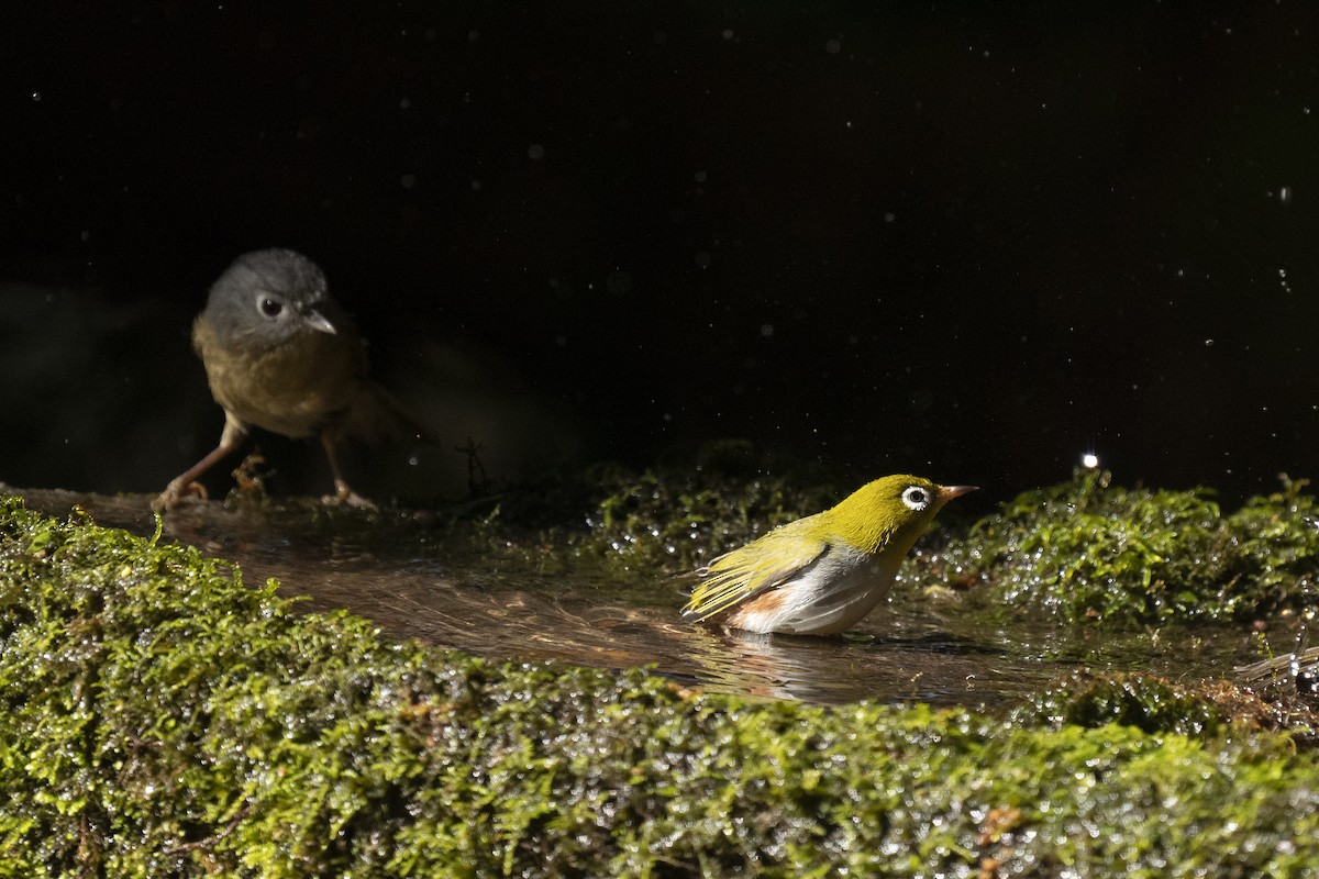 Chestnut-flanked White-eye - ML633328641