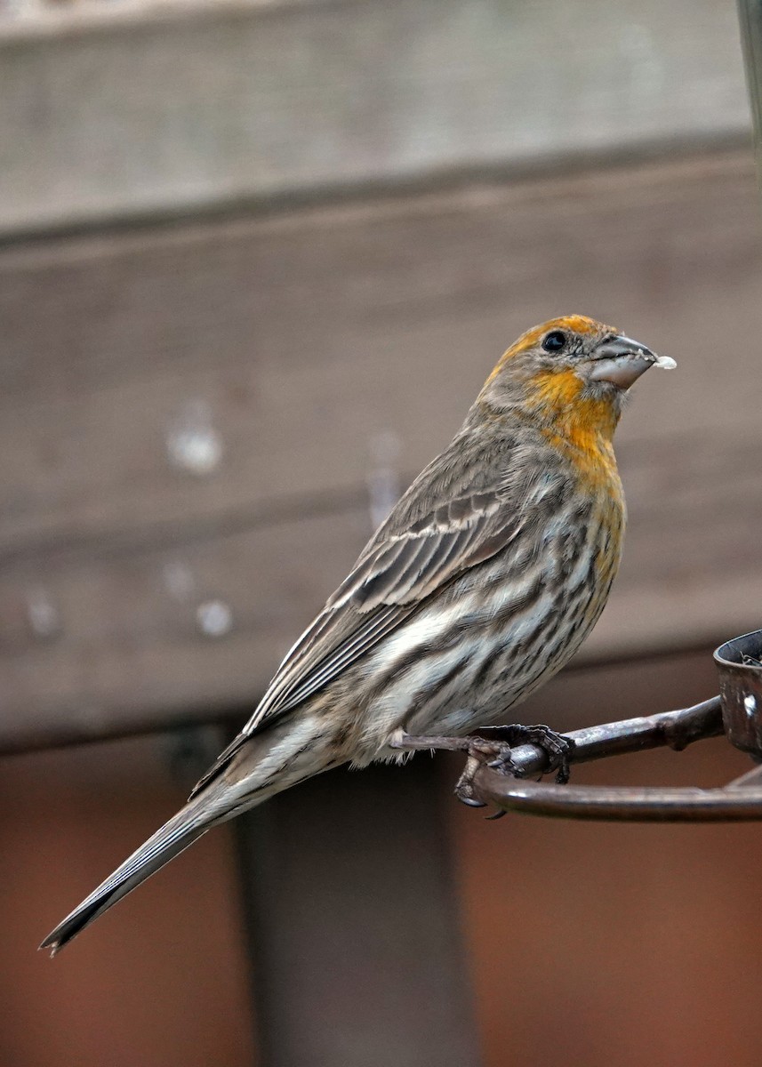 House Finch - ML633328804