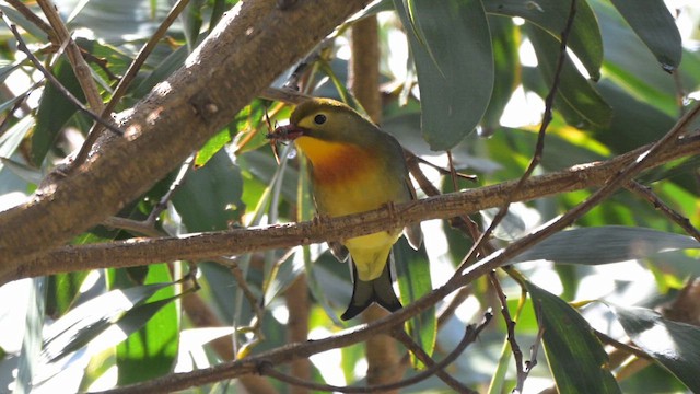 Red-billed Leiothrix - ML633328830
