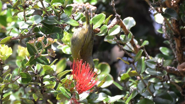 Amakihi familier (virens) - ML633328852