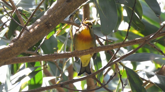Red-billed Leiothrix - ML633328855