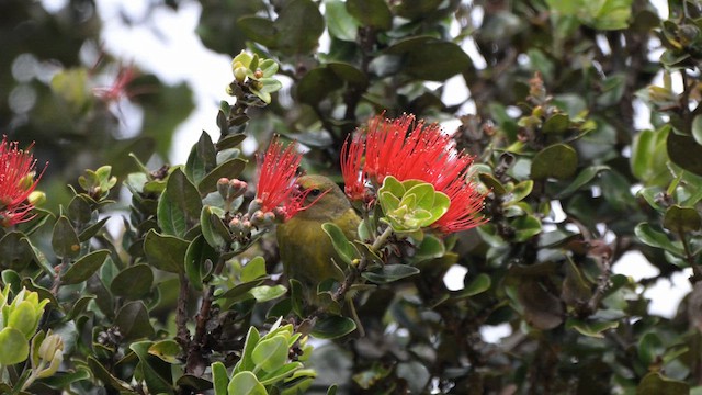 Amakihi familier (virens) - ML633328863