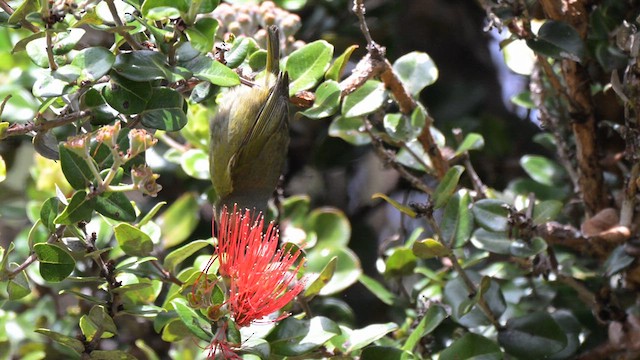 Amakihi familier (virens) - ML633328869