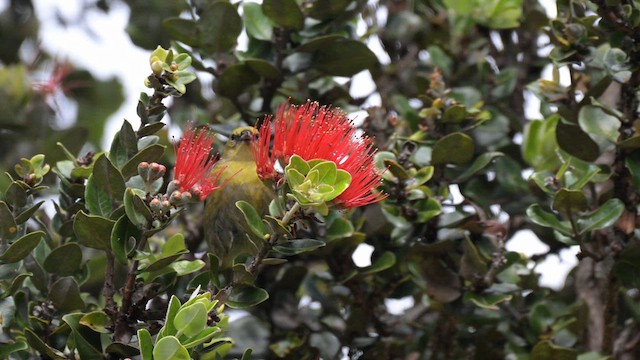 Amakihi familier (virens) - ML633328884