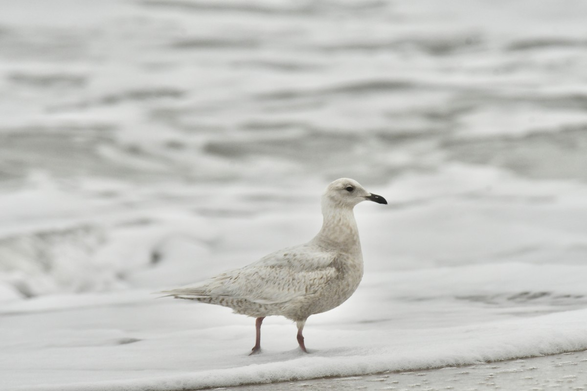 Iceland Gull - ML633328992