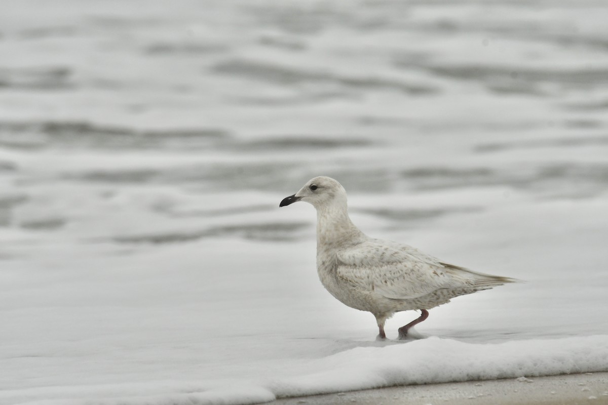 Iceland Gull - ML633328993