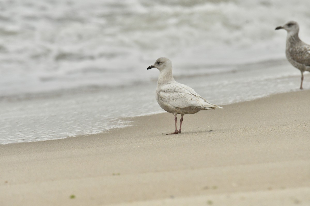 Iceland Gull - ML633328994