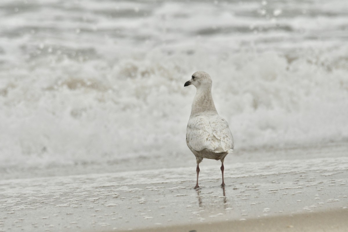 Iceland Gull - ML633328995