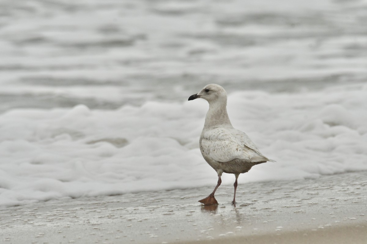 Iceland Gull - ML633328996