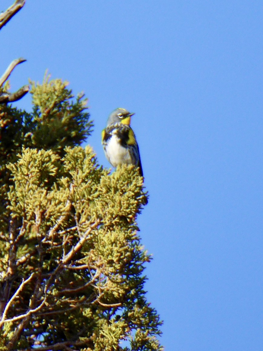 Yellow-rumped Warbler (Audubon's) - ML633329258