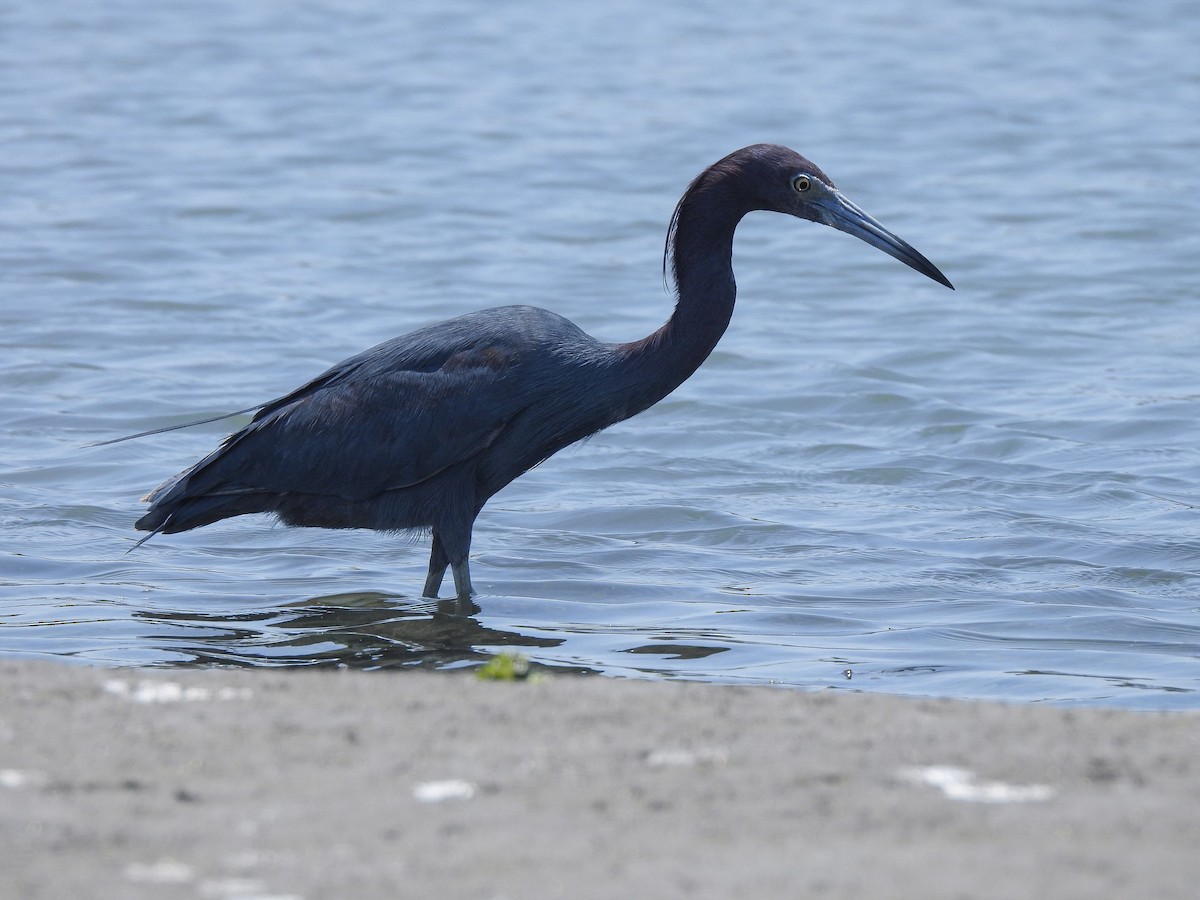 Little Blue Heron - ML633329301
