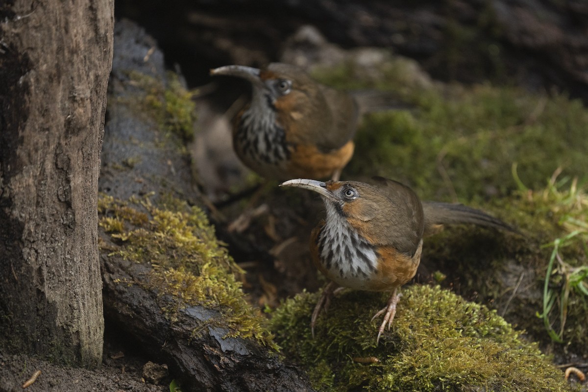 Black-streaked Scimitar-Babbler - ML633329492