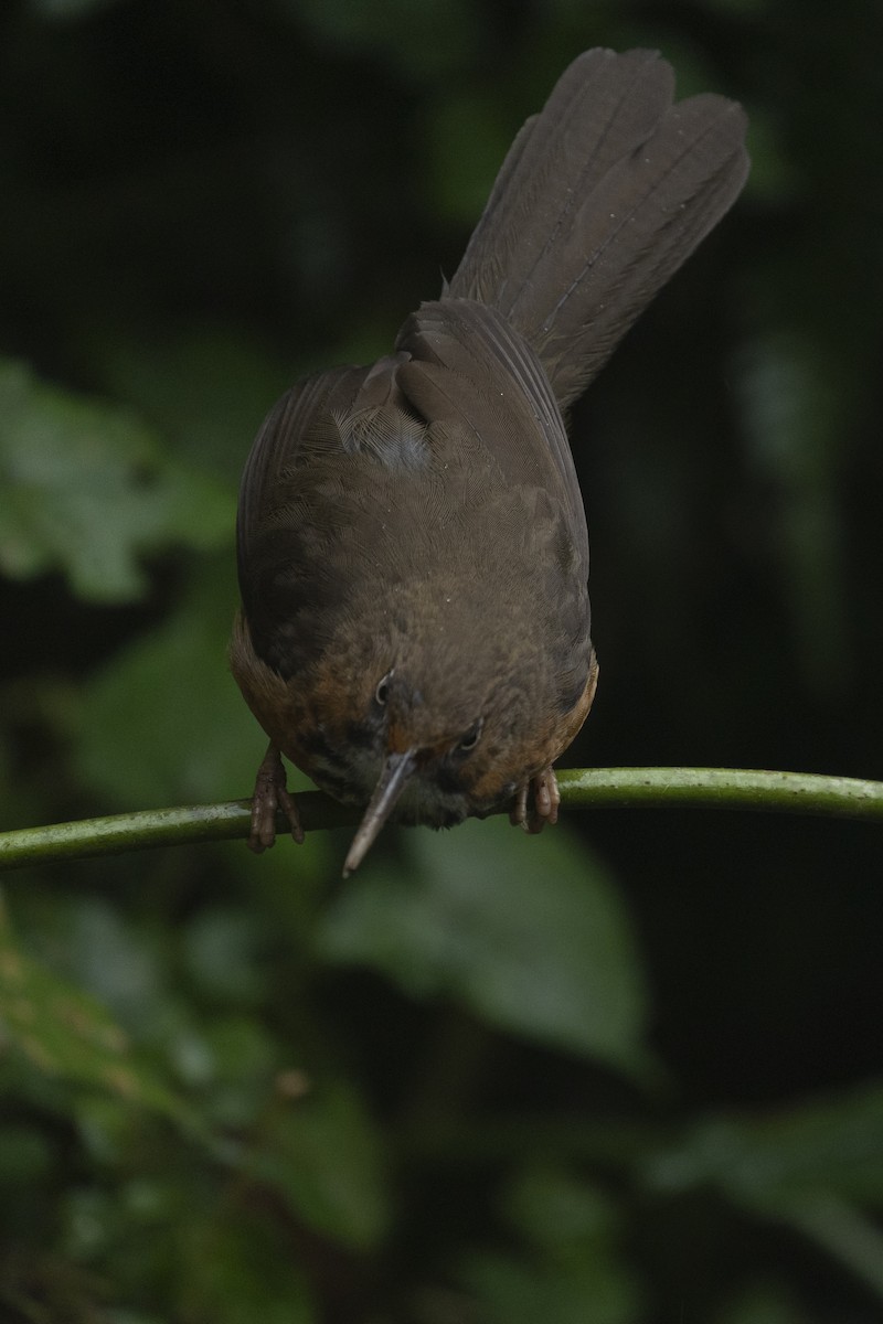 Black-streaked Scimitar-Babbler - ML633329494