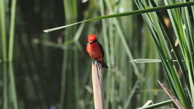 Vermilion Flycatcher - ML633329642